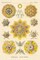 Haeckel Nature Illustrations: Polycytaria Radiolaria Poster Print by Ernst Haeckel - Item # VARPDX449726